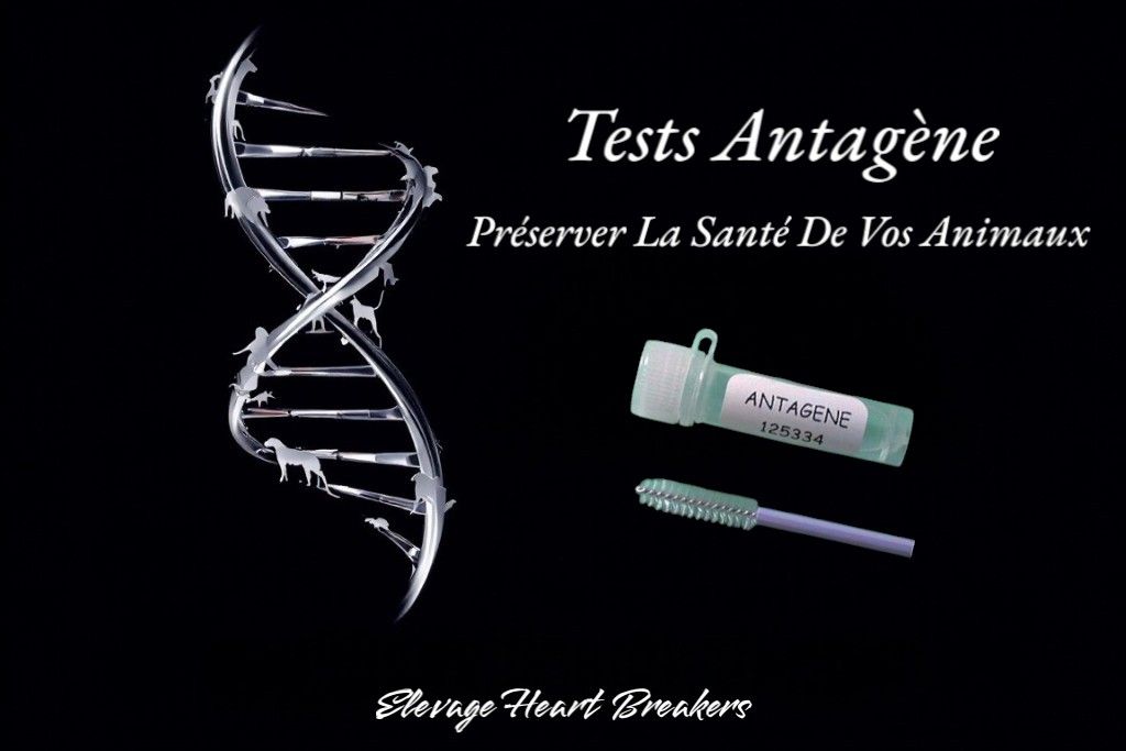 Tests génétiques ADN Antagène pour Teckel et Spitz Poméranien — dépistage maladies héréditaires officiel — Élevage Heart Breakers