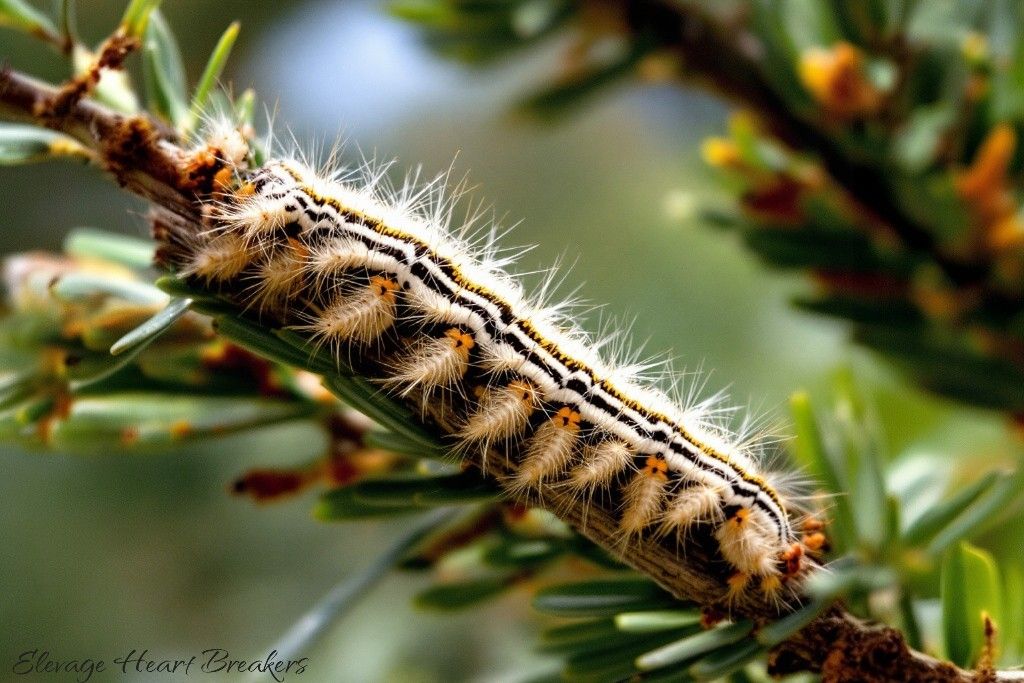 Chenille processionnaire du pin — danger mortel pour les chiens, poils urticants et toxines — Élevage Heart Breakers