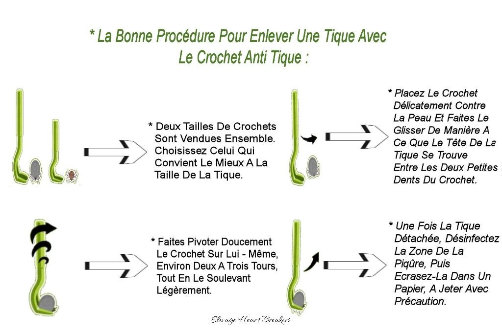Guide visuel pour enlever une tique sur un chien — crochet anti-tiques, procédure correcte et désinfection — Élevage Heart Breakers