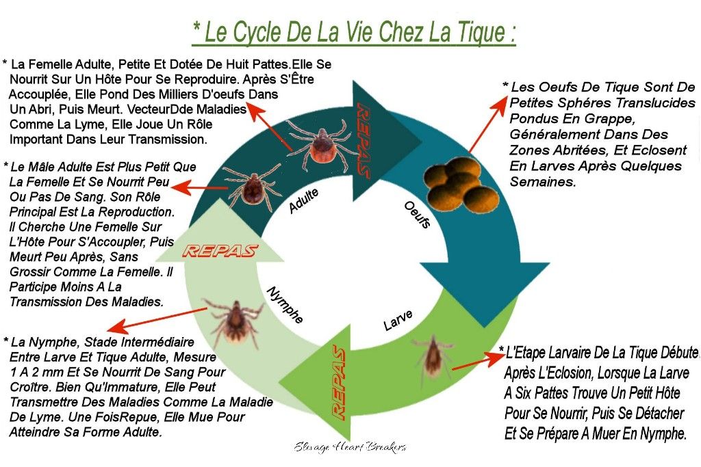 Cycle de vie de la tique — parasite transmettant la maladie de Lyme et la piroplasmose au chien et à l'humain — Élevage Heart Breakers