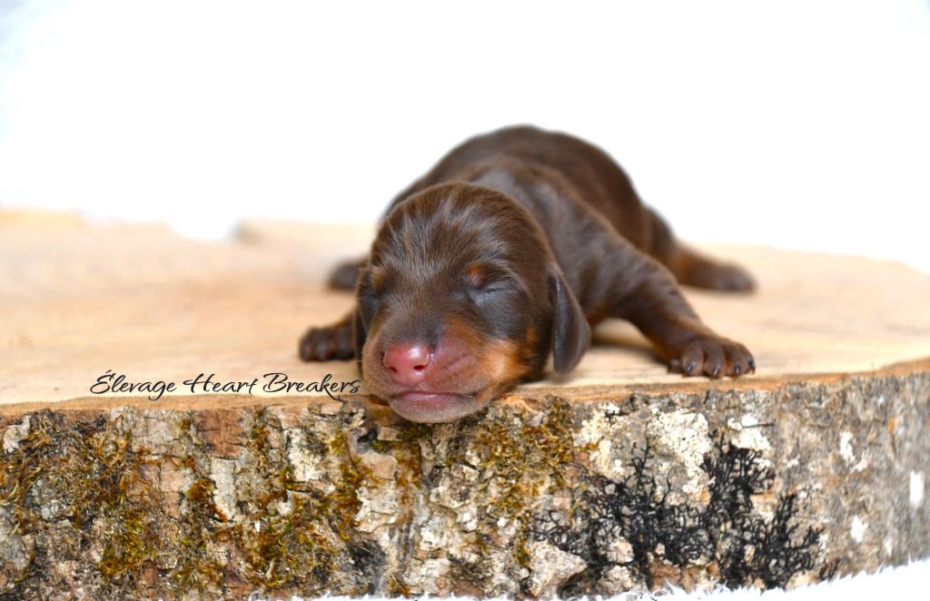 Chiot Mâle Teckel au Lof allongé sur un rondin de bois en vue de face crée par Heart Breakers