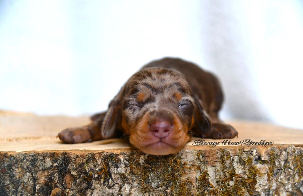 Chiot Femelle Teckel au Lof allongée sur un rondin de bois en vue de face crée par Heart Breakers