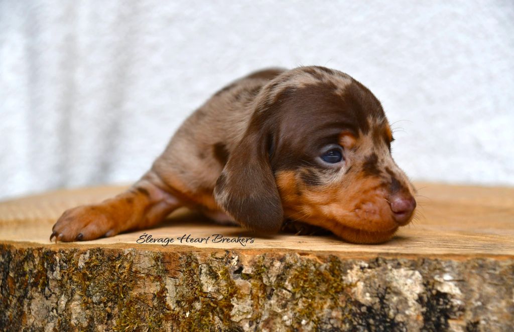 Chiot Mâle Teckel au Lof allongé sur un rondin de bois orientée vers la droite crée par Heart Breakers