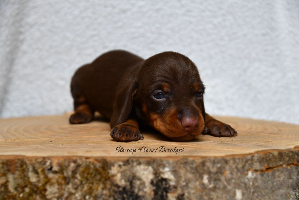 Chiot Mâle Teckel au Lof allongé sur un rondin de bois orientée vers la droite crée par Heart Breakers