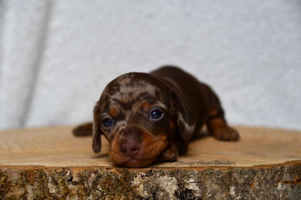 Chiot Femelle Teckel au Lof allongée sur un rondin de bois orientée vers la droite crée par Heart Breakers