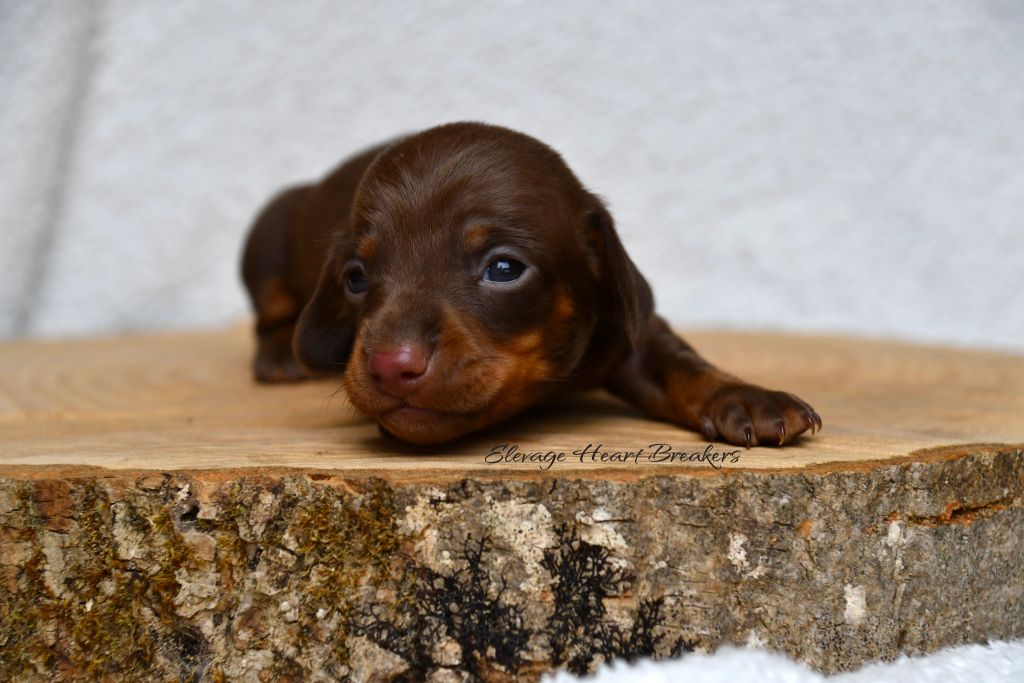 Chiot Femelle Teckel au Lof allongée sur un rondin de bois en vue de face crée par Heart Breakers