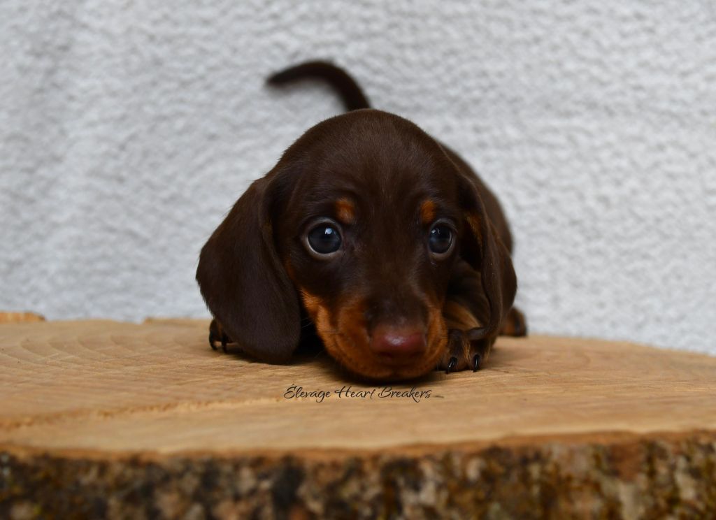 Chiot Mâle Teckel au Lof allongé sur un rondin de bois orientée vers la droite crée par Heart Breakers