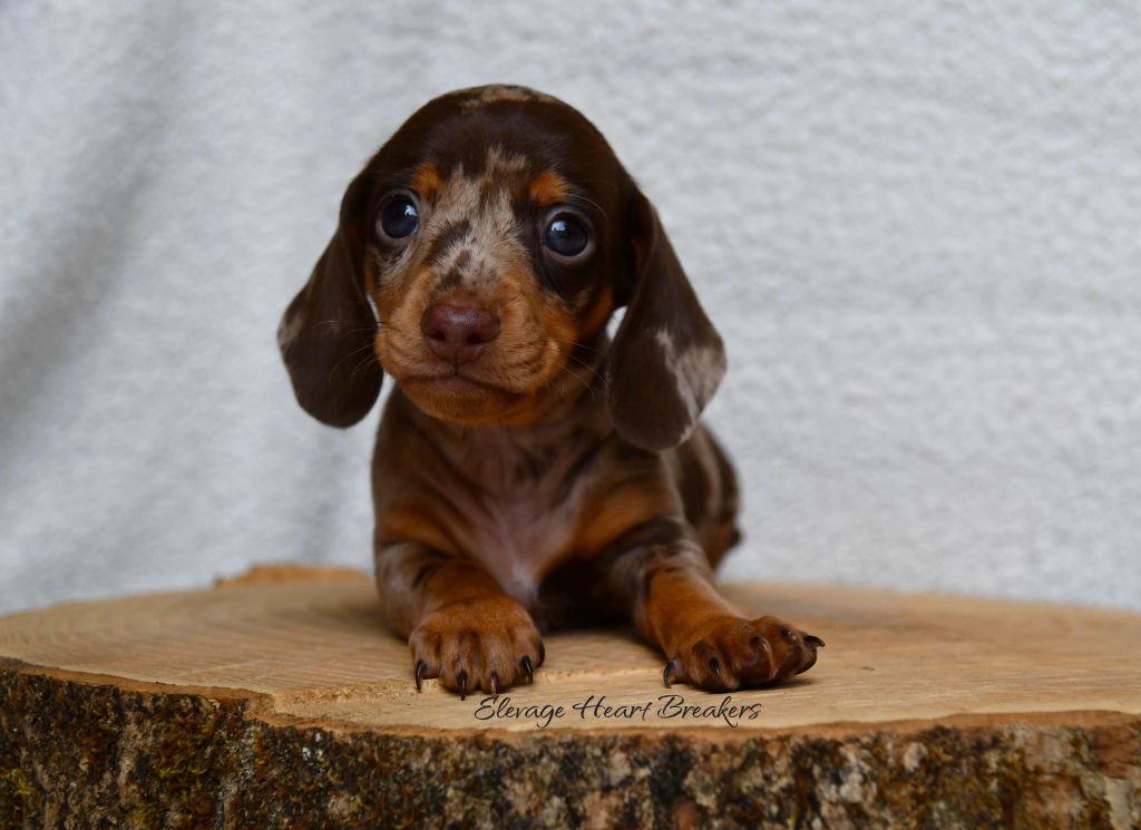 Chiot Mâle Teckel au Lof allongé sur un rondin de bois en vue de face crée par Heart Breakers