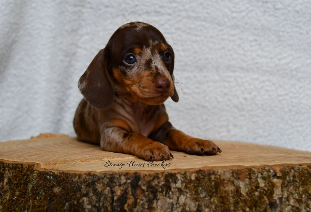 Chiot Mâle Teckel au Lof allongé sur un rondin de bois orientée vers la droite crée par Heart Breakers