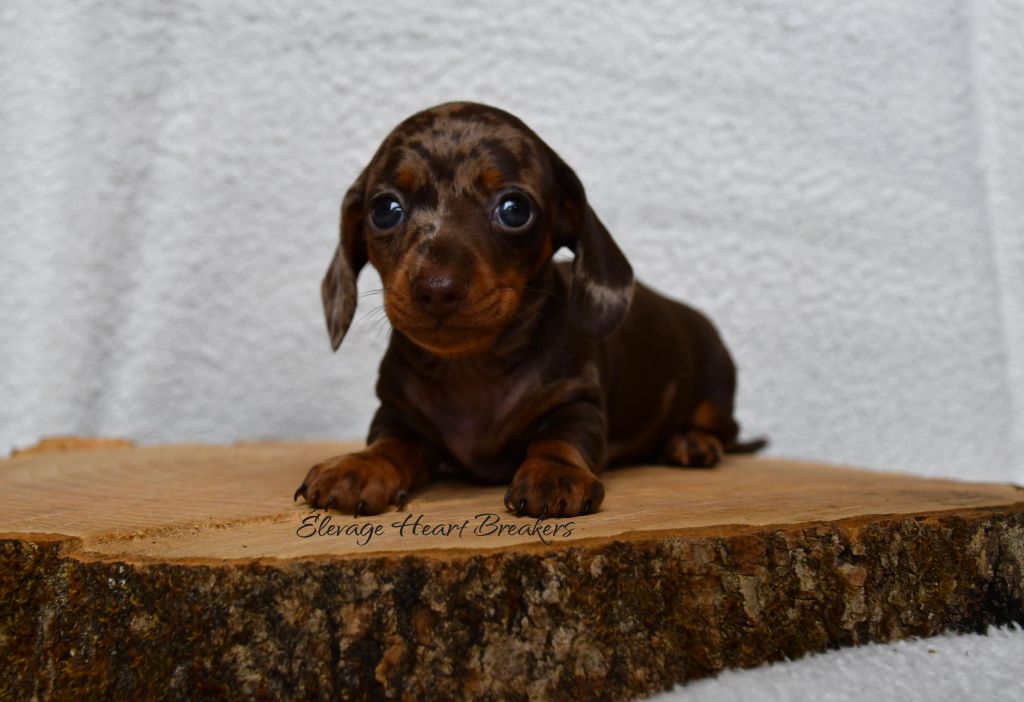 Chiot Femelle Teckel au Lof allongée sur un rondin de bois orientée complétement vers la gauche crée par Heart Breakers