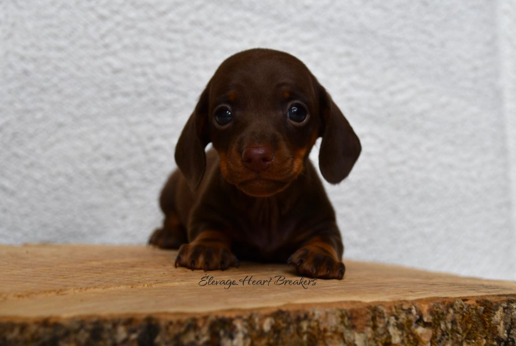 Chiot Femelle Teckel au Lof allongée sur un rondin de bois en vue de profil de face crée par Heart Breakers